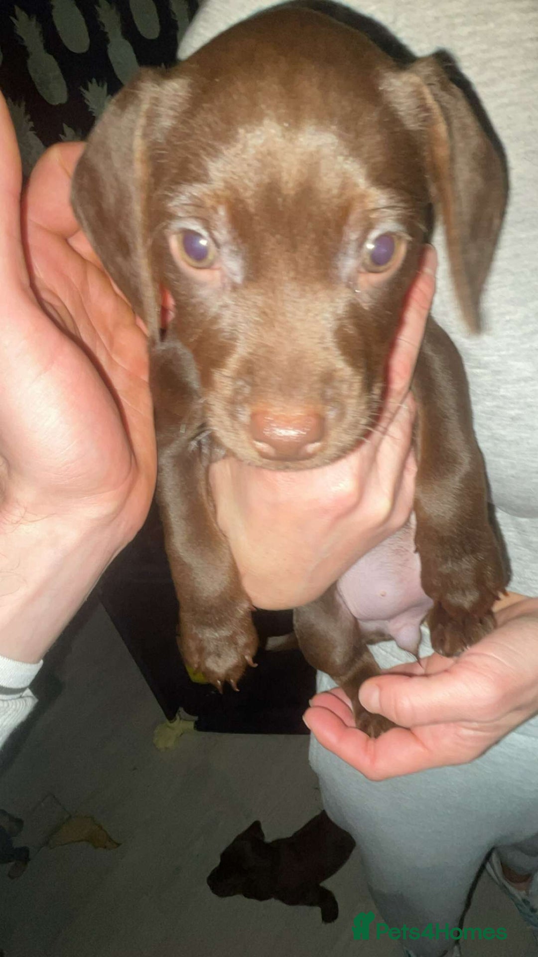 Mixed Breed dogs for sale: Sprocker x patterdale  - Advert 1