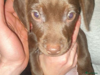 Mixed Breed dogs Sprocker x patterdale - Advert 1