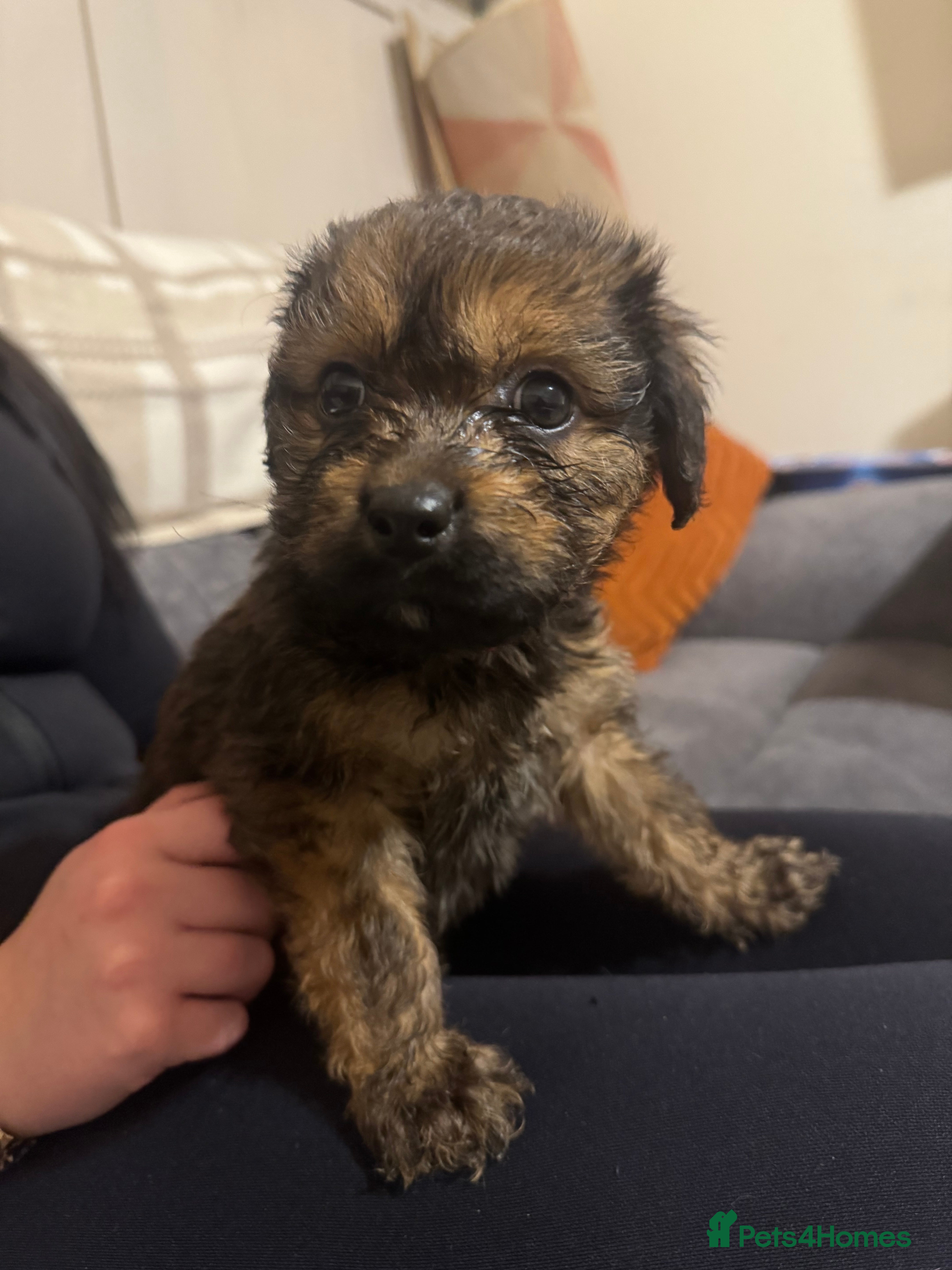 Mixed Breed dogs Rottweiler cross puppies - Advert 3