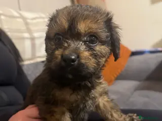 Mixed Breed dogs Rottweiler cross puppies - Advert 3