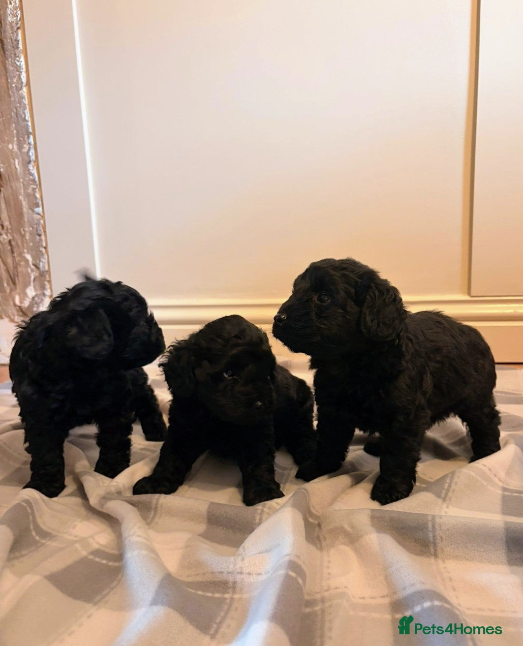 Cockapoo dogs for sale: F1b cockapoos  - Advert 6