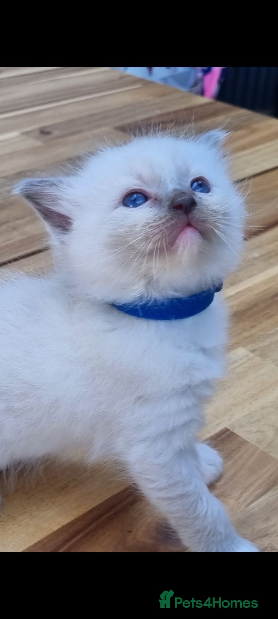 Ragdoll cats Gorgeous litter of Ragdoll kittens now £550! - Advert 16