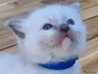 Ragdoll cats Gorgeous litter of Ragdoll kittens now £550! - Advert 16
