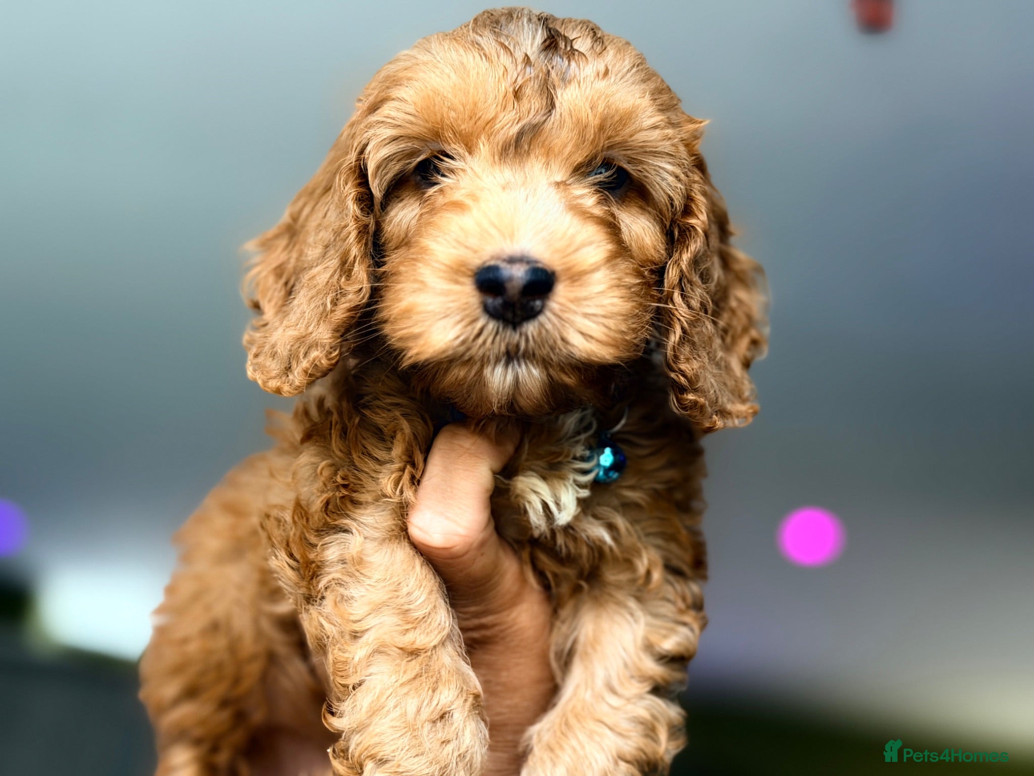 Cockapoo dogs F1 Cockapoo Pups Ready to go if you are Ready  - Advert 2