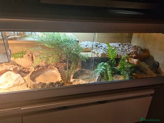 Python Snake reptiles Albino cornsnake - Advert 12