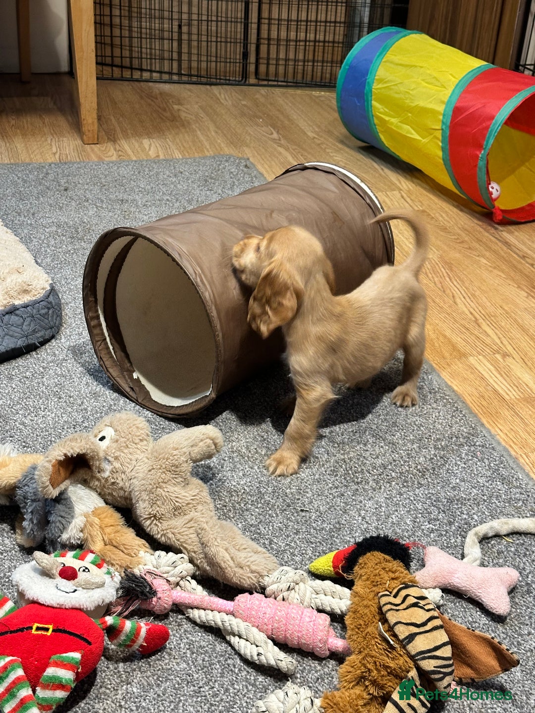 Cocker Spaniel dogs for sale: Beautiful show type puppies  - Image 5