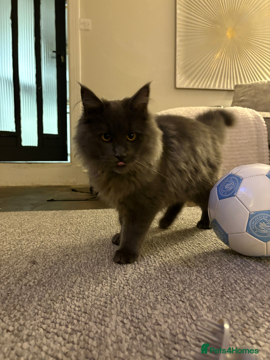 Maine Coon cats for sale: 🐾 Exceptional Blue Smoke Maine Coon Available 🐾 - Advert 4
