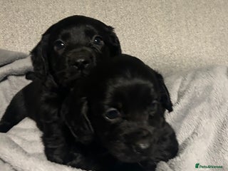 Cocker Spaniel dogs KC Registered Black Cocker Spaniels - Advert 3