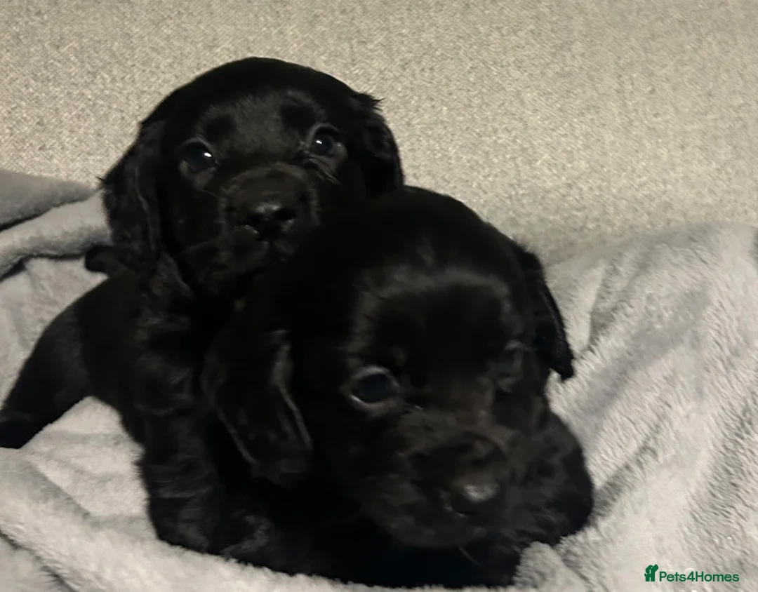 Cocker Spaniel dogs for sale: KC Registered Black Cocker Spaniels - Advert 1