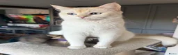 British Shorthair cats for sale: Gorgeous GCCF registered British Shorthair Boy  - Advert 17