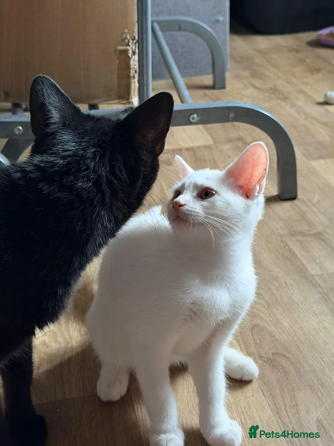 Mixed Breed cats for sale: Two white kittens looking for forever new homes - Advert 2