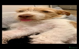 Mixed Breed dogs for sale: Wonderful JRT x looking for a caring new owner - Image 6