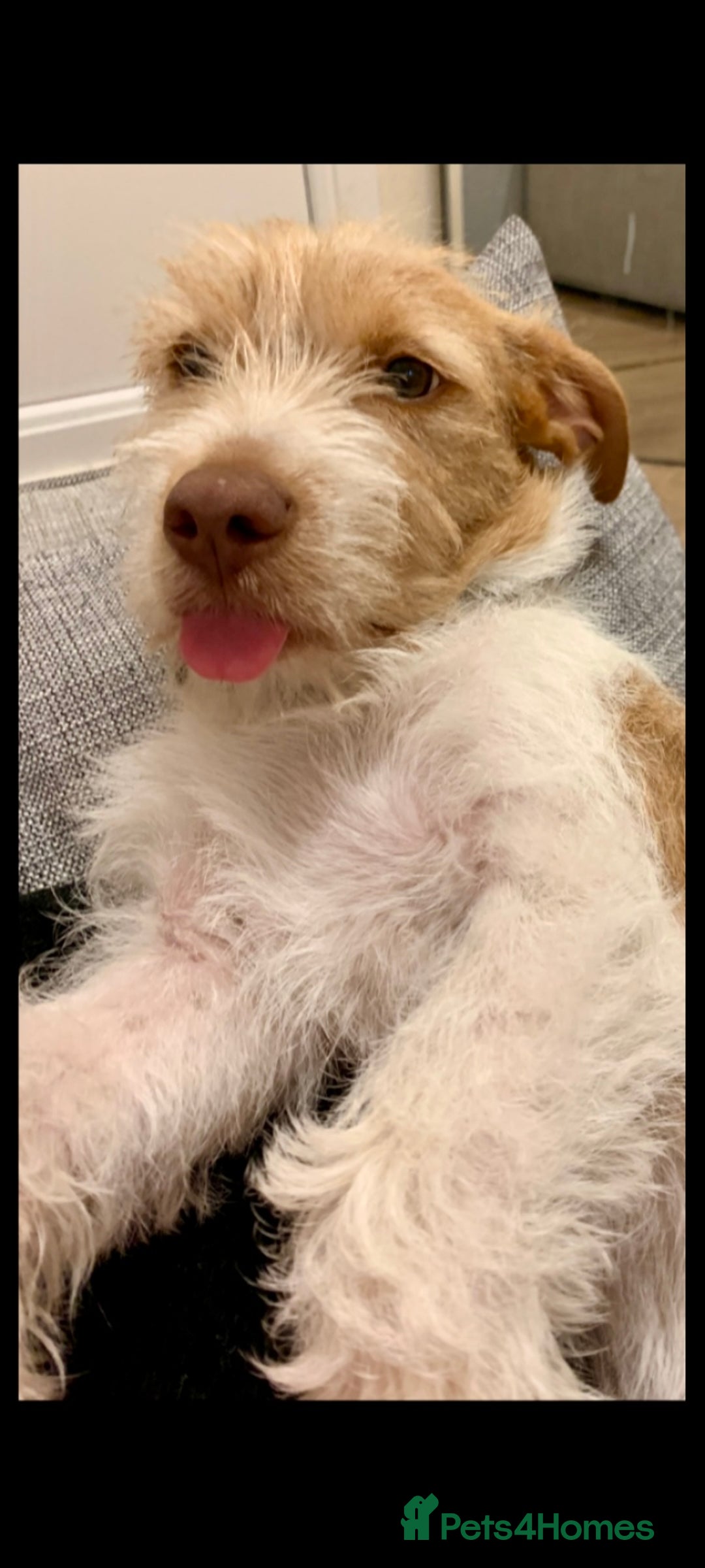 Mixed Breed dogs for sale: Wonderful JRT x looking for a caring new owner - Image 6