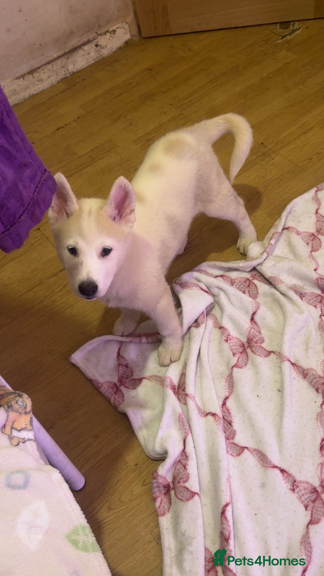 Siberian Husky dogs Siberian husky  - Advert 5