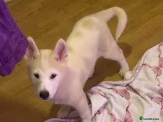 Siberian Husky dogs Siberian husky - Advert 5