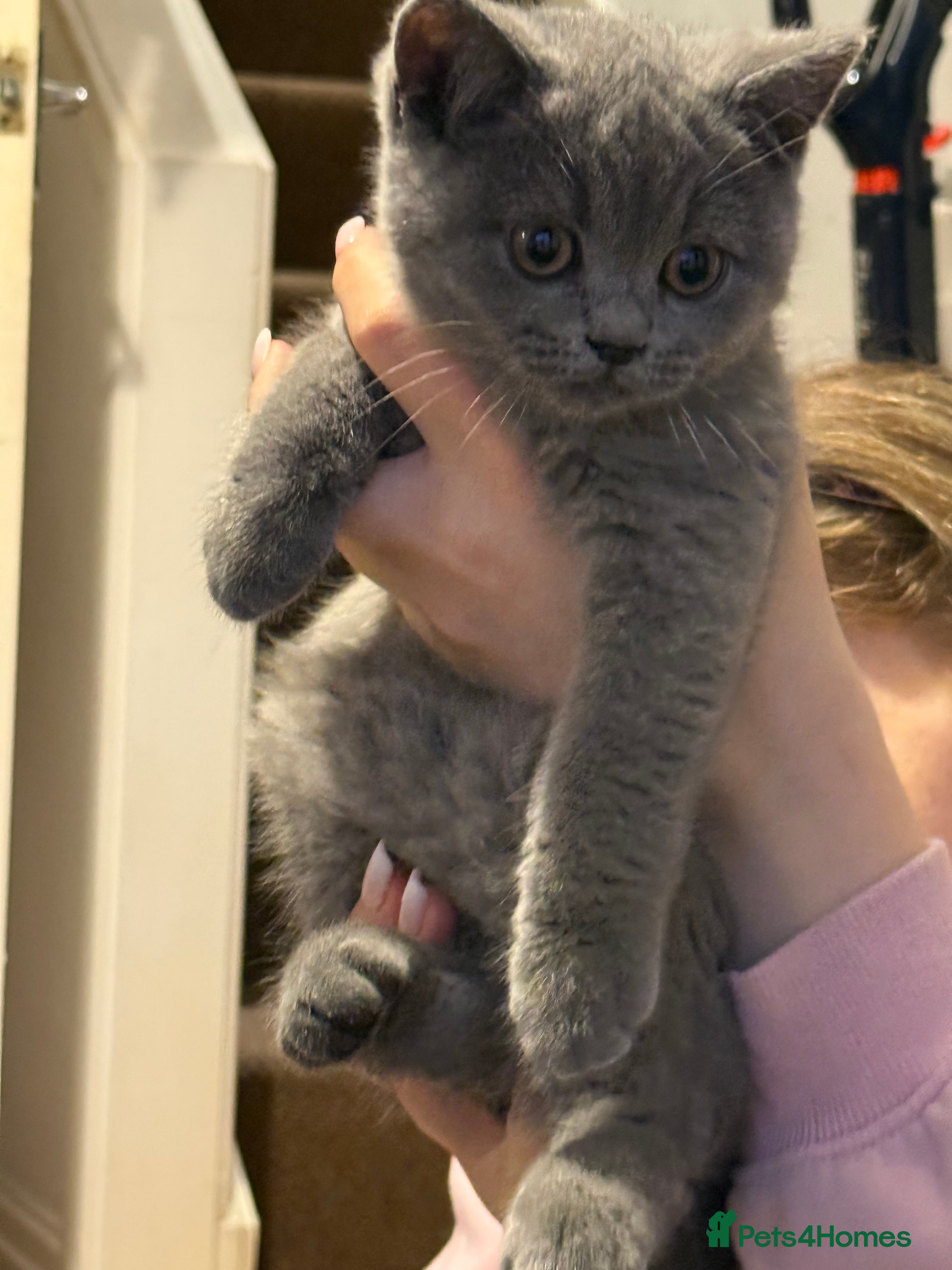 British Shorthair cats Two beautiful British shorthair X Scottish fold  - Advert 2