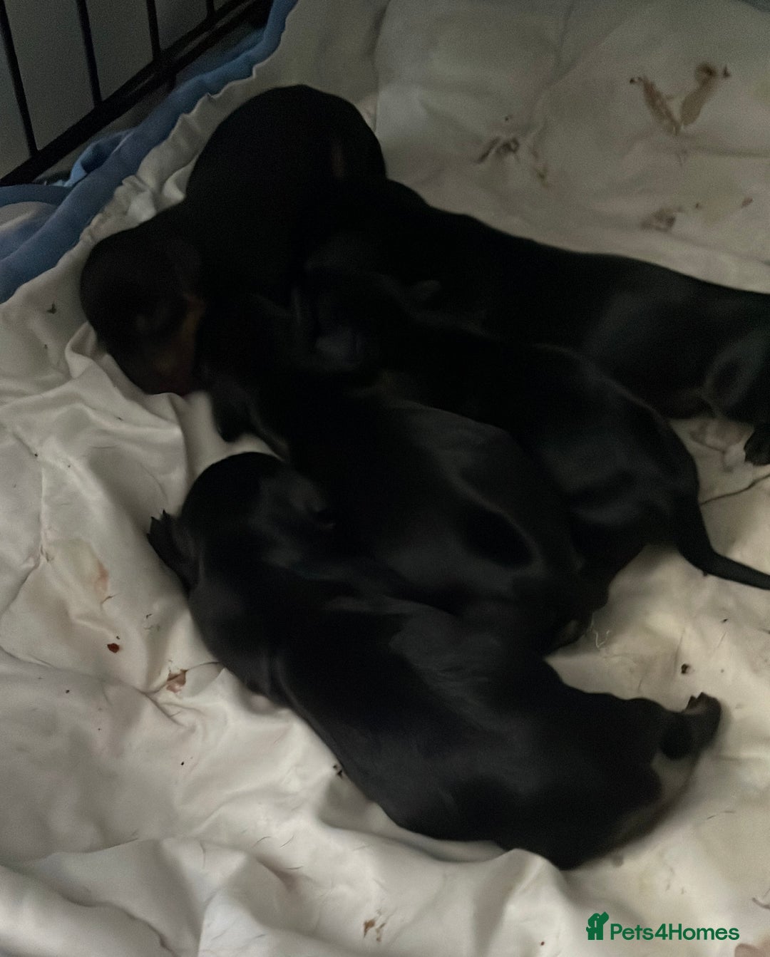 Dachshund dogs for sale: Dachound puppies - Advert 7