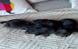 Miniature Dachshund dogs for sale: KC REGISTERED MINIATURE DACHSHUND PUPS - Image 9