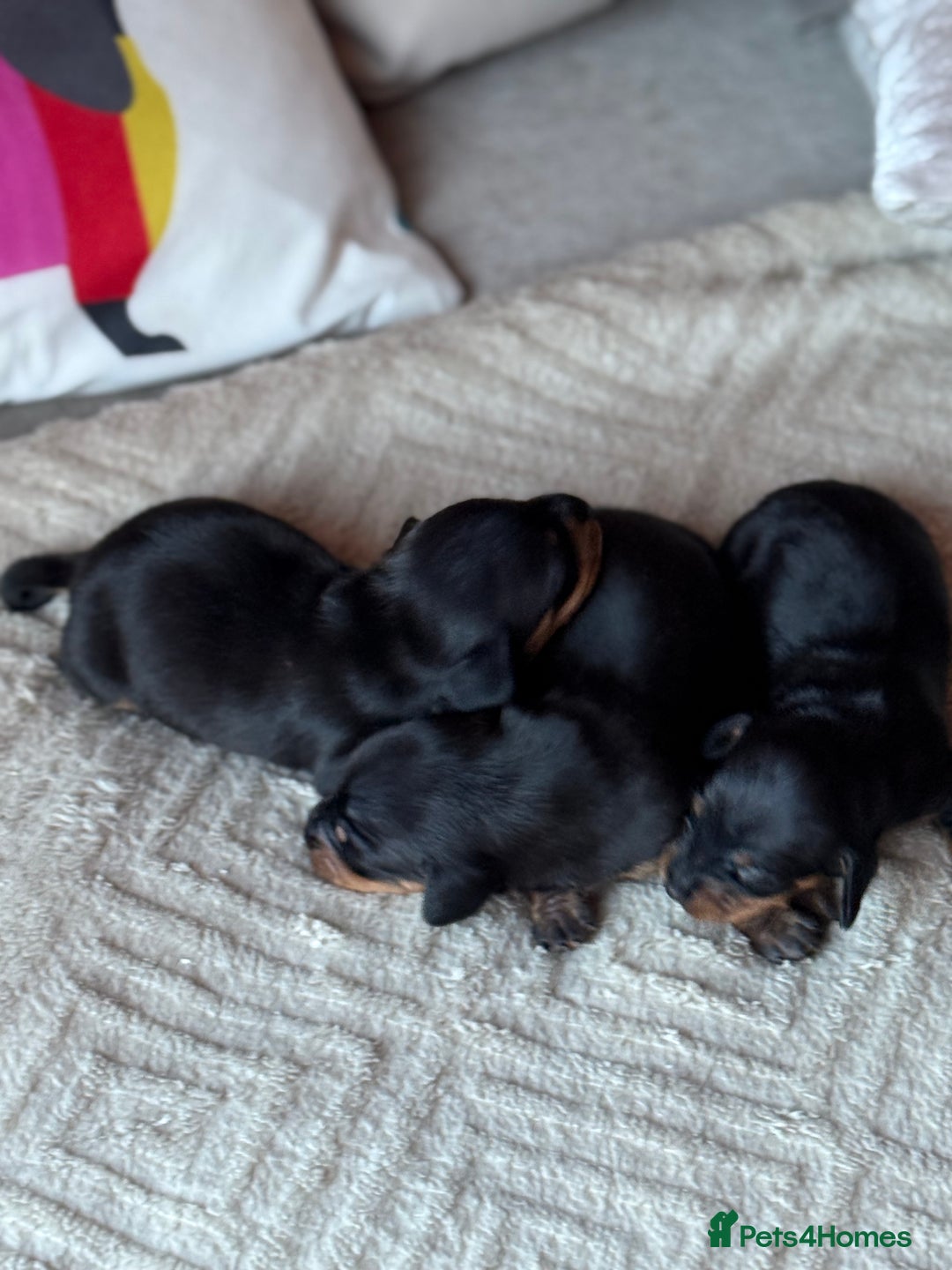 Miniature Dachshund dogs for sale: KC REGISTERED MINIATURE DACHSHUND PUPS - Image 9