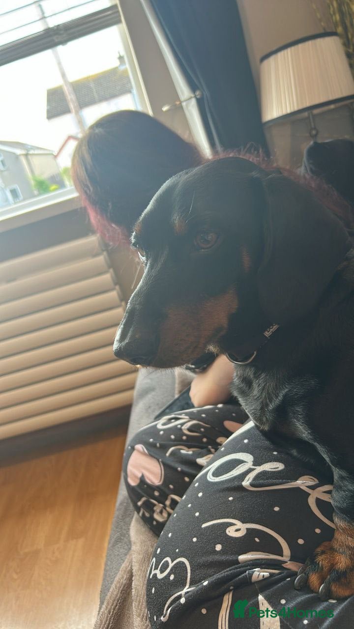 Miniature Dachshund dogs Beautiful Miniature Dachshund Puppies - Advert 4