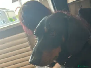 Miniature Dachshund dogs Beautiful Miniature Dachshund Puppies - Advert 17