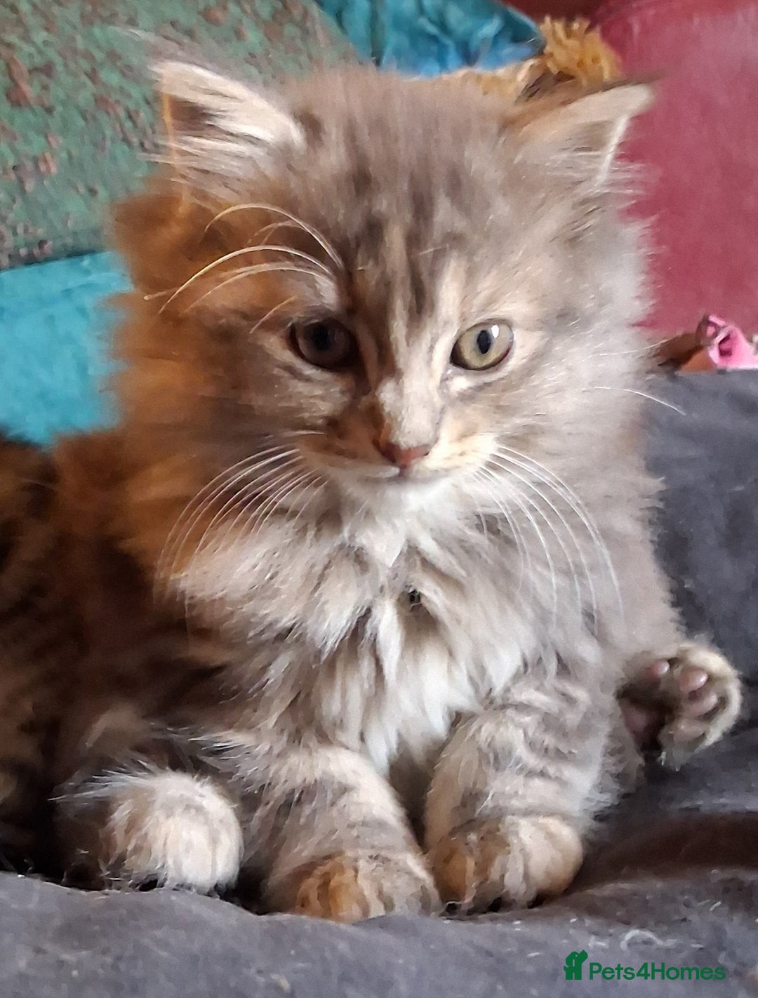 Mixed Breed cats for sale: AWESOME FLUFFY CHUNKY NORWEGIAN FOREST CAT X - Advert 3