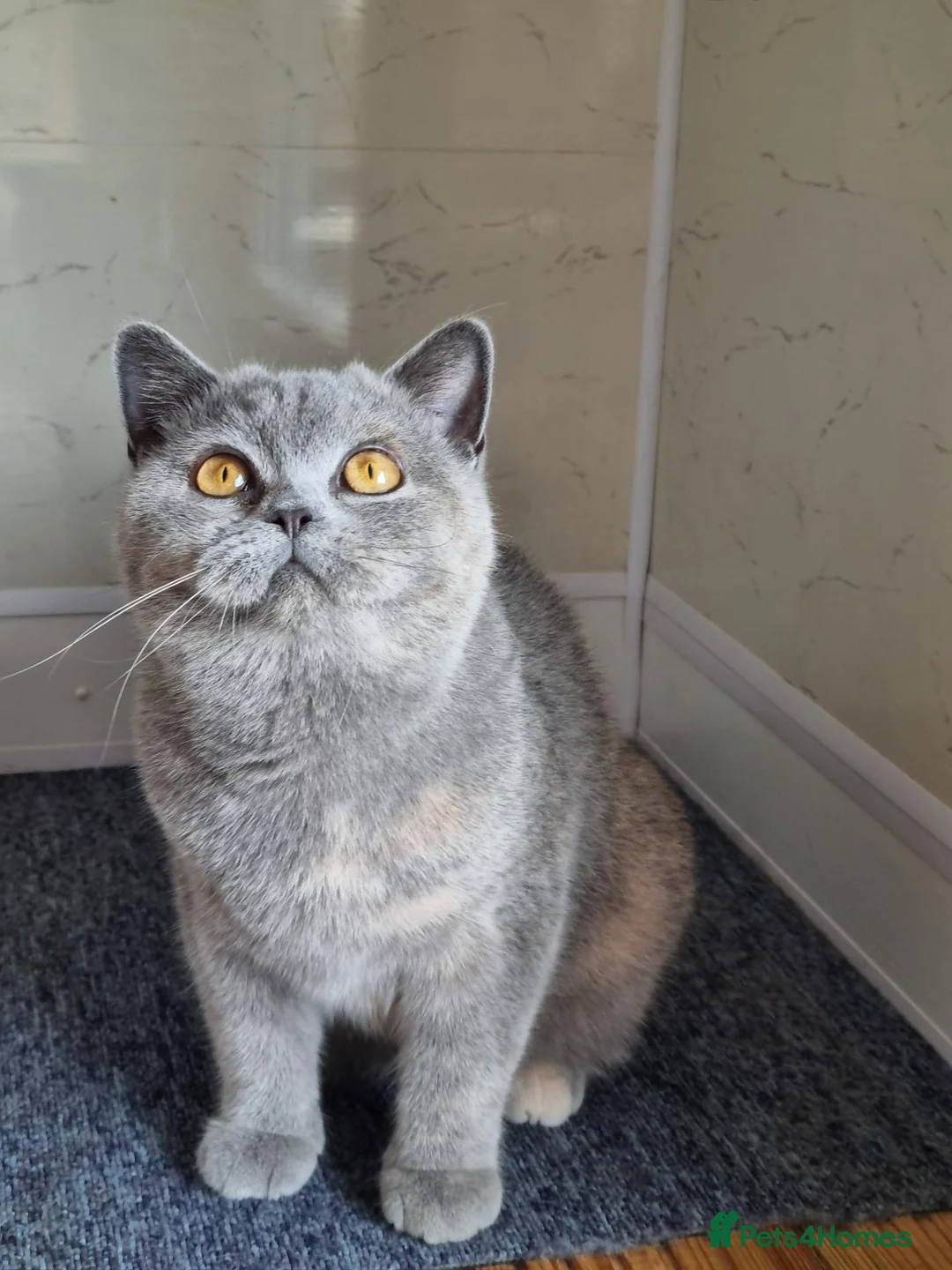 British Shorthair cats for sale: Beautiful sweet blue cream British Shorthair  - Advert 1