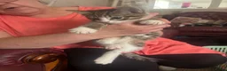 Mixed Breed cats for sale: Beautiful kitten  - Advert 5