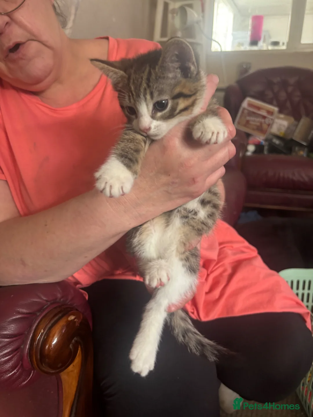 Mixed Breed cats for sale: Beautiful kitten  - Advert 5