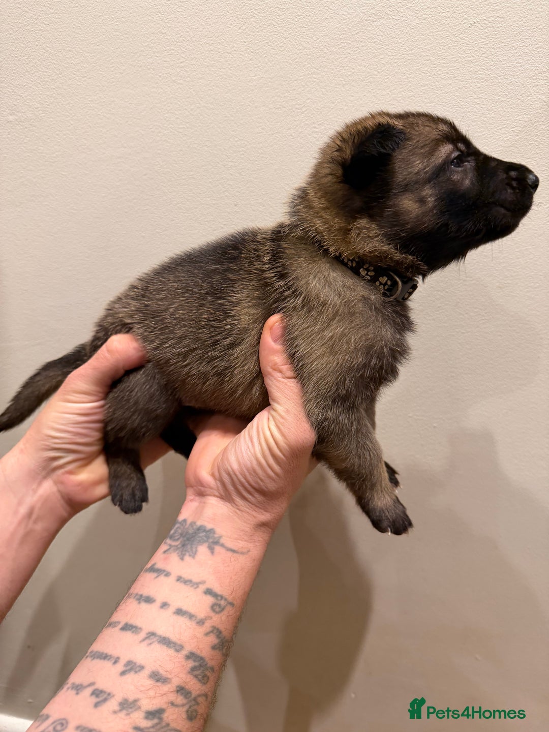 Mixed Breed dogs for sale: Shepinios puppies  - Advert 9