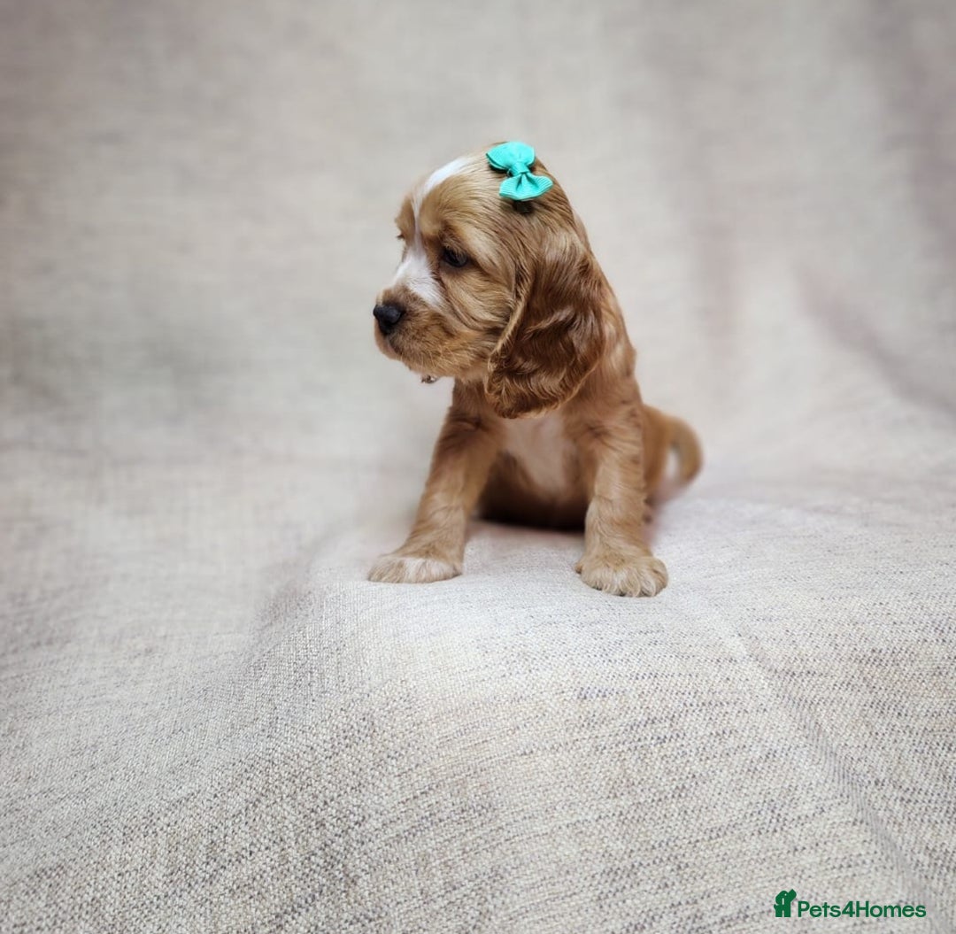 Cocker Spaniel dogs for sale: Show type unique markings cocker spaniel puppies  - Advert 7