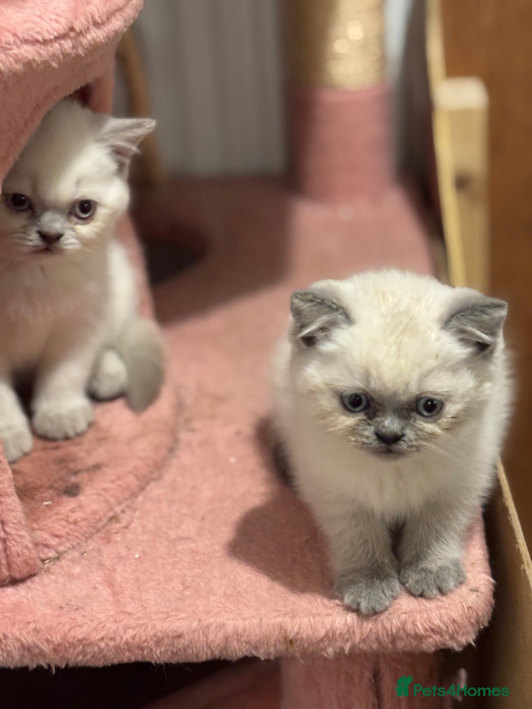 British Shorthair cats for sale: British short hair  - Image 14