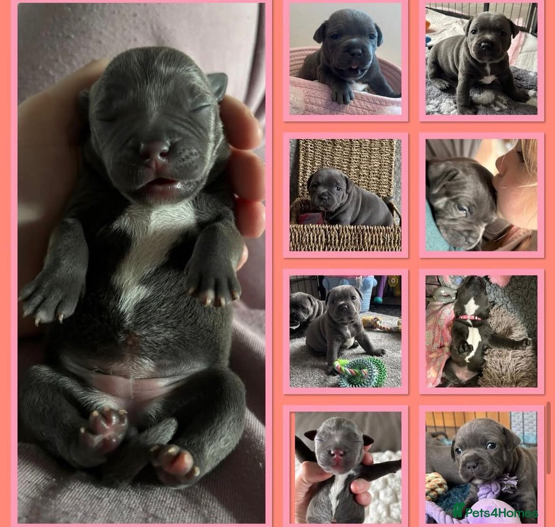 Staffordshire Bull Terrier dogs for sale: KC blue Staffordshire bull terrier puppies  - Advert 34