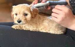 Mixed Breed dogs for sale: 8 hybrid puppies ready the (3rd of October) - Image 29