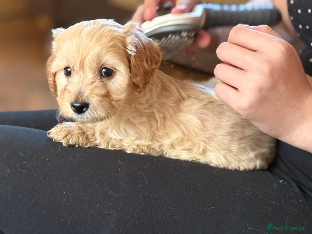 Mixed Breed dogs for sale: 8 hybrid puppies ready the (3rd of October) - Image 29