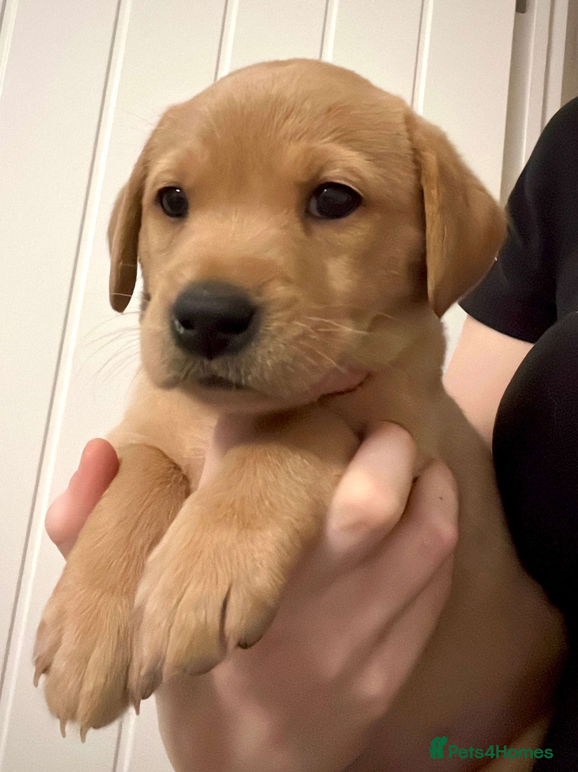 Labrador Retriever dogs Pedigree Kc Registered Labrador Puppies - Advert 2