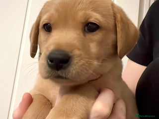 Labrador Retriever dogs Pedigree Kc Registered Labrador Puppies - Advert 2