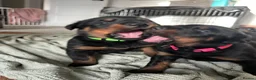 Mixed Breed dogs for sale: Adorable Doberman & Beauceron puppies for sale - Advert 15
