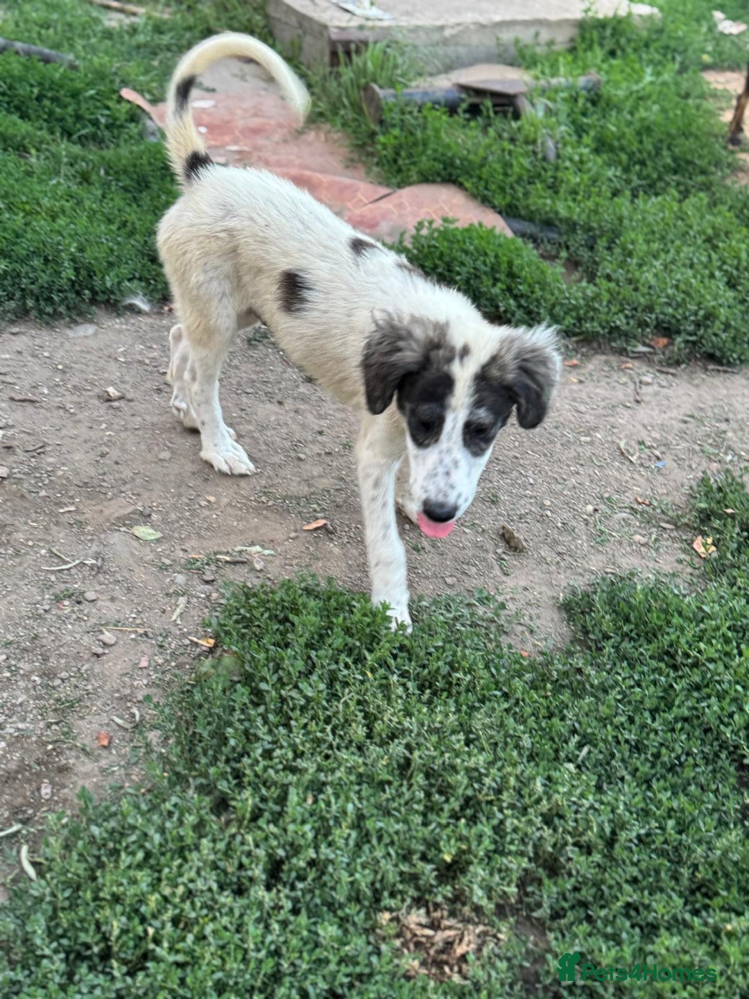 Mixed Breed dogs for adoption: ODIN, a superb young boy - for a Loving Home  - Advert 4