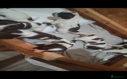 Sprocker dogs for sale: Beautiful sprocker puppies  - Image 3