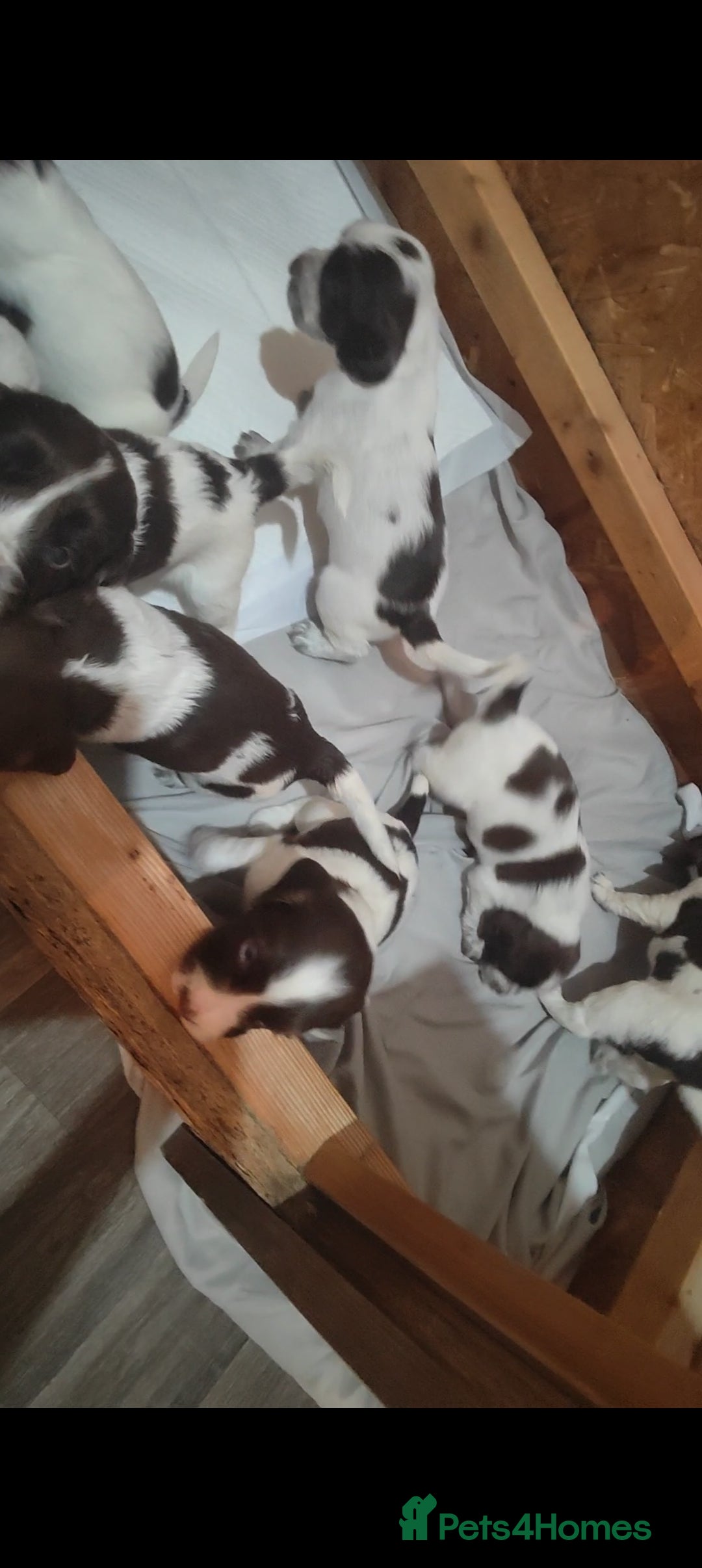 Sprocker dogs for sale: Beautiful sprocker puppies  - Image 3