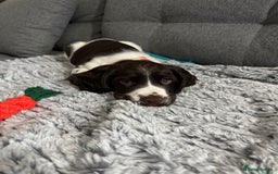 Sprocker dogs for sale: 🐶 Beautiful 9 weeks old Sprocker  - Image 2