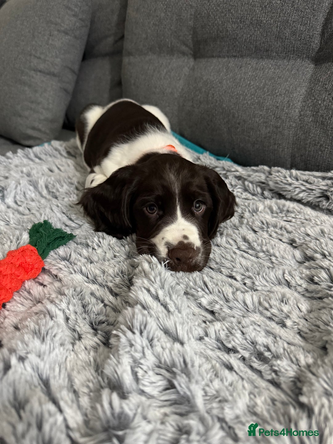 Sprocker dogs for sale: 🐶 Beautiful 9 weeks old Sprocker  - Image 2