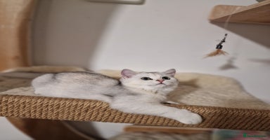 British Shorthair cats - Advert 5