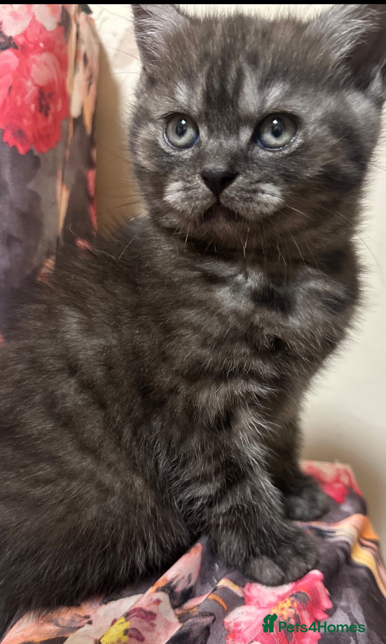 British Shorthair cats for sale: 2 remaining BSH kittens  - Advert 8