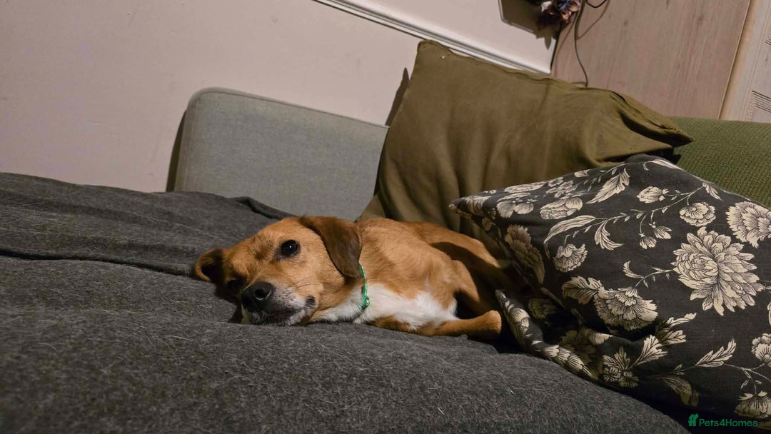 Mixed Breed dogs for adoption: Michael for adoption - Advert 9