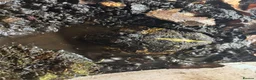 Mixed Breed reptiles for sale: Snakes spiders scorpions  in Macclesfield - Advert 15