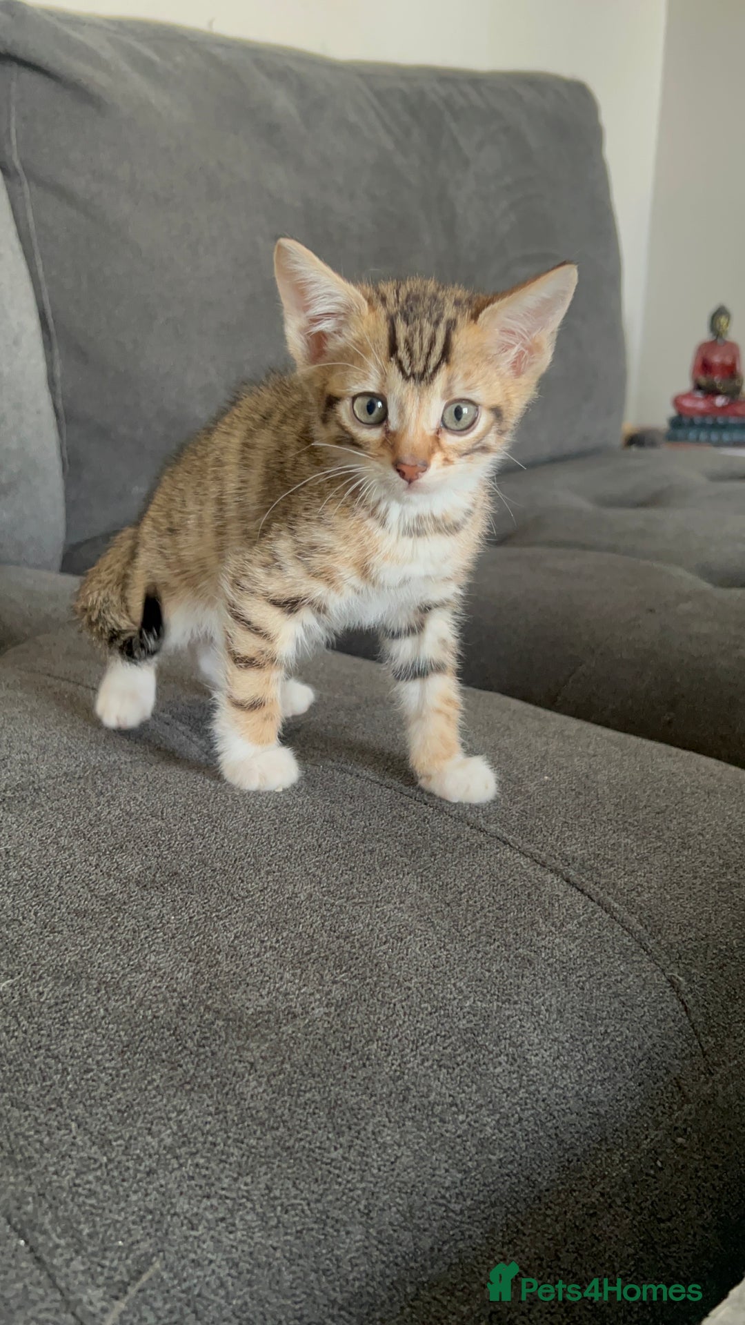 Mixed Breed cats for sale: Stunning Bengal Kittens - Advert 6