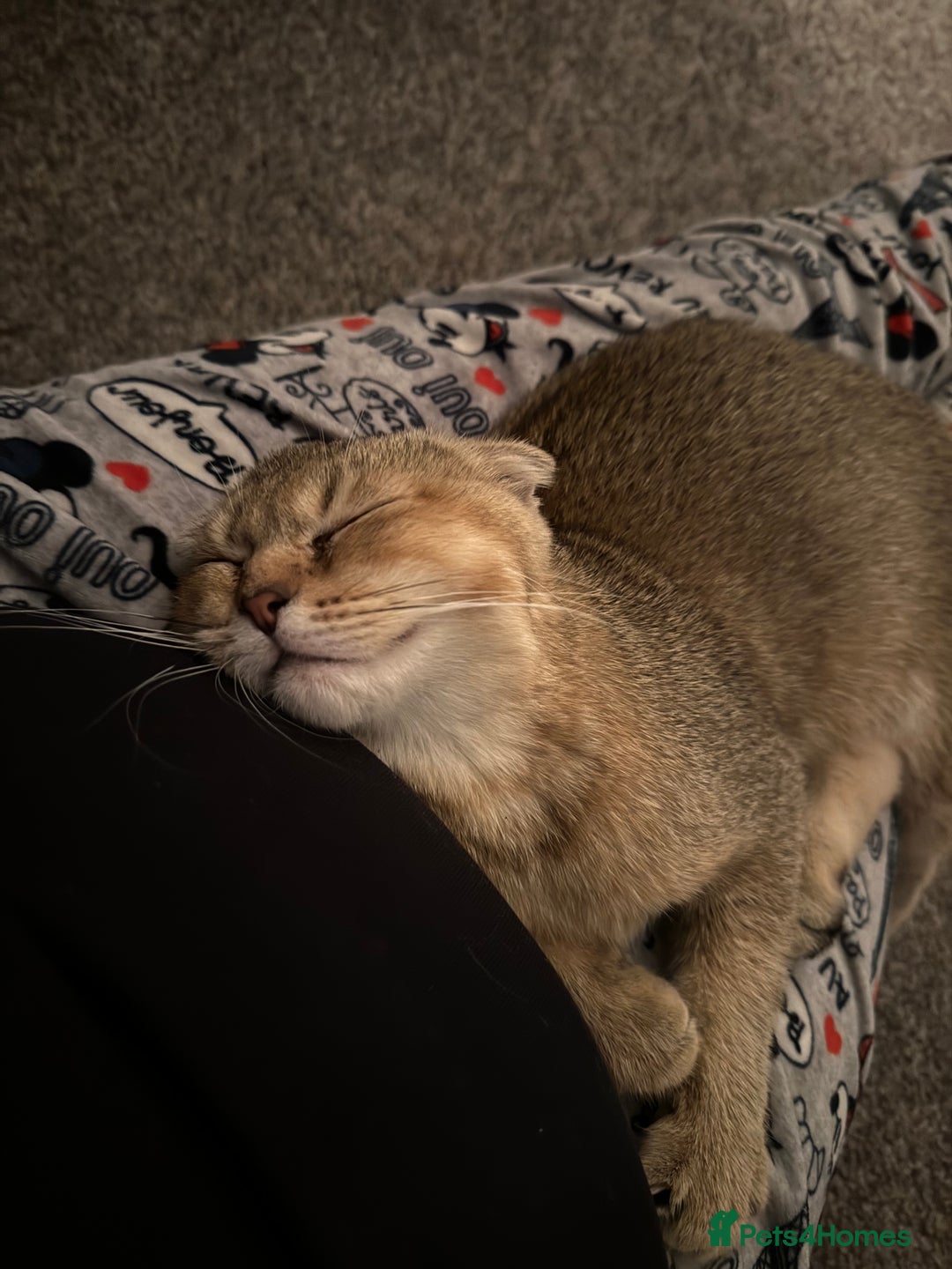 Scottish Fold cats for sale: Gizmo  - Image 11