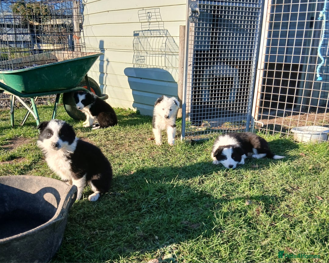 Border Collie dogs for sale: Long coated traditional border collie pups - Advert 7